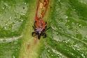 Ixodes_ricinus_D5186_Z_92_Les Gris_Frankrijk